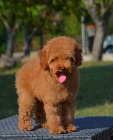 Psi: Patuljasta pudla, muški štenci Odgajivačnica "Team AS Trajkovic" u — 14