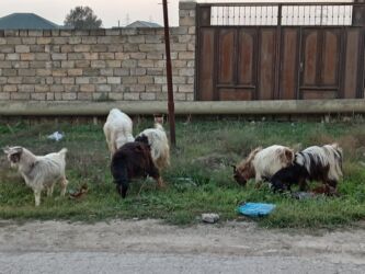 Digər kənd təsərrüfatı heyvanları: 3ü erkəydi 2sidişi böyük erkəy 3illikdi balacalar bu ilkilərdi dişinin — 1