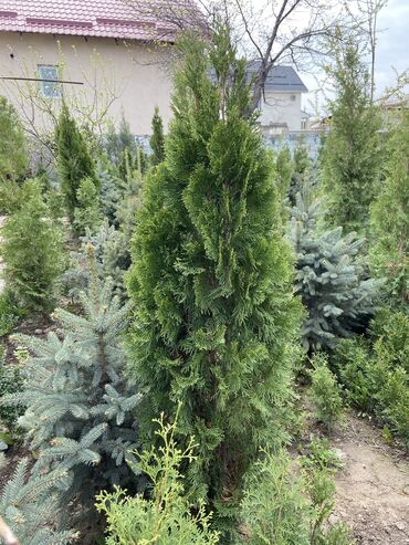 Декоративные деревья: Саженцы деревьев: Сосны, Самовывоз, Платная доставка at lalafo.kg — 2 Декоративные деревья: Саженцы деревьев: Сосны, Самовывоз, Платная доставка — 2
