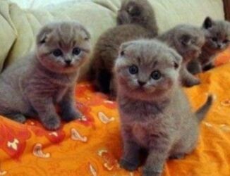 Pişiklər: Britan yastı qulaq, Erkək, Dişi, Yaxşı əllərə, Ünvandan götürmə, Ödənişli çatdırılma, Rayonlara çatdırılma — 19