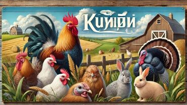 яйцо индюка купить: Куплю курей, петухи, индюки,и карлики по доступным ценам. ✅ звони