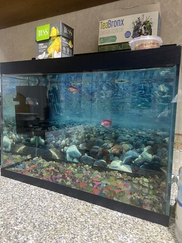 akvarium hava: Продаю аквариум 45-50 лт
