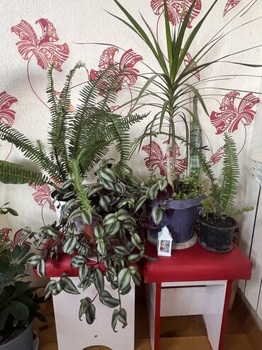 Otaq bitkiləri: Her biri ucuz kimete Gencededi catirma var size yaxin yere ancag — 41