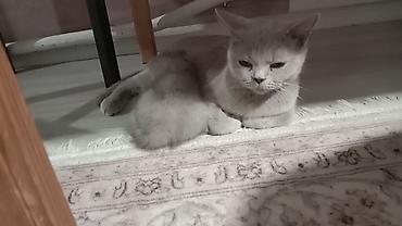 перепел продаю: Британские короткошёрстные кошки, окрас лиловый (British Shorthair — 2