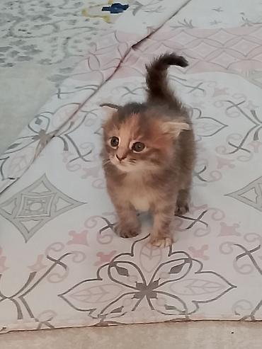 кошки сиамская: Котята, домашние, ручные Описание: - Очаровательные малыши с голубыми — 4