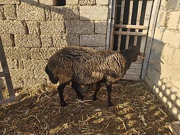 Mal-qara: Qala qoçu satılır super qoyun sürməyi var damazliga yararlidir — 5