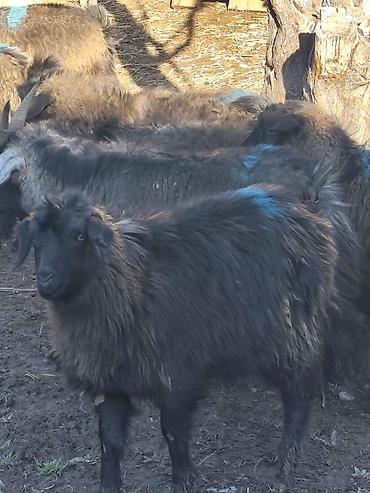 Козы, козлы: Продаю | Коза (самка), Козёл (самец), Козлёнок — 12