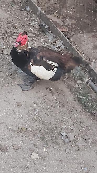 ordek qaz: Erkək, | Lal ördək, Damazlıq — 1