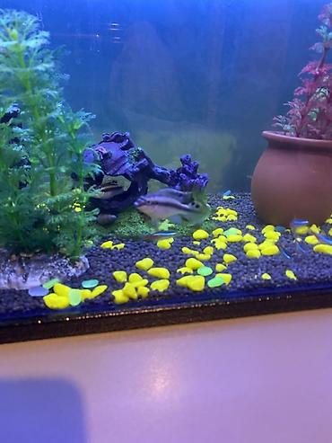 Akvariumlar: 3 ədəd papuqay balığı satılır biri böyük ikisi baladır vhatsaap ilə — 11