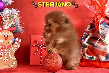 Psi: Pomeranac Boo. NOVO! Ekskluzivni dugo ocekivani stenci pomeranca u — 20