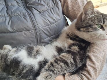 продам кошку: 5 months cat, Boy cat, Litter trained cat