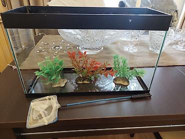 akvarium baliq bazari: Akvaryum dəsti - Şüşə akvaryum, düzbucaqlı forma, qara üst çərçivə - — 1