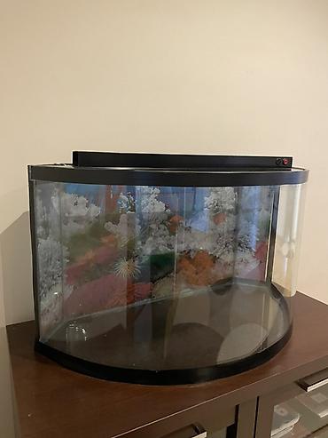 aqua fara: Yarımoval formalı dekorativ akvarium — 5