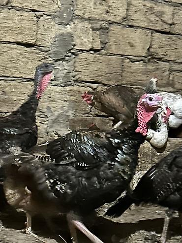 cücə satışı: Самец, Для мяса — 2