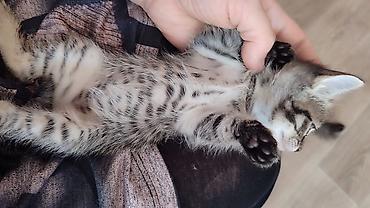 котята отдам: Отдам в хорошие ручки.Котята домашние, короткошёрстные. Особенности — 6