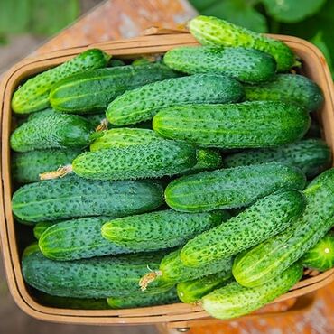 яйцо домашнее цена: 🥒 СВЕЖИЕ ОГУРЦЫ СОРТА МОДЕРЛИН Вкусные • Хрустящие • Без горечи •
