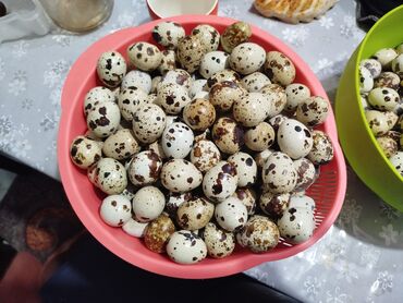 Молочные продукты и яйца: Пр-ю перепелиные яйцо(5сом)
