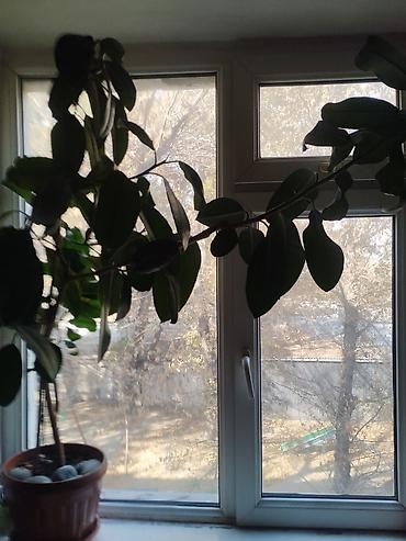 цветок дифенбахия: Фикус каучуконосный (Ficus elastica), крупный, в горшке. - Размер — 1