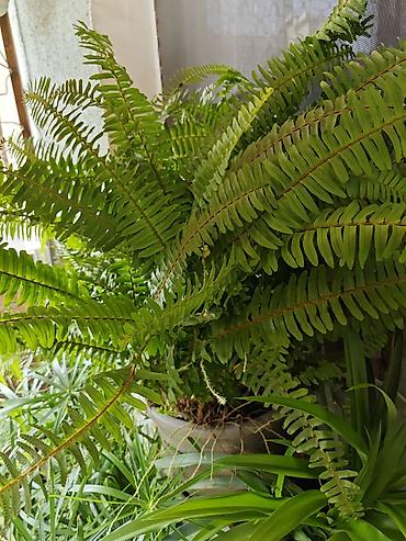 monstera bitkisi: Nephrolepis (qılçıçeği) otaq bitkisi – dekorativ, sıx yarpaqlı — 1