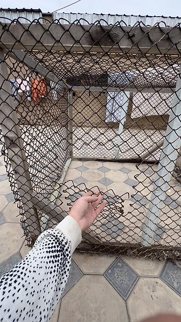 пруд для рыбы: Продаётся удобный курятник с сетчатым выгулом, как на фото. Подойдёт — 10