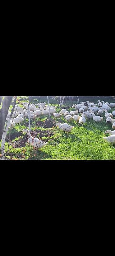 Ördəklər: Məhsul: Ağ ördəklər (sürü halında) Təsvir: - Açıq məkanda otlaqda — 8