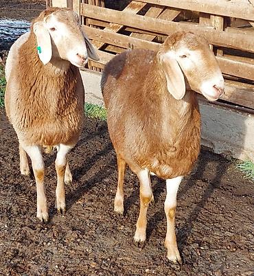 Баран, овца: Продаю | Ягненок, Баран (самец) | Для разведения | Племенные, Осеменитель — 14