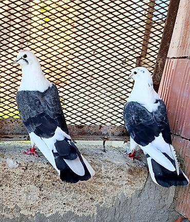 ordək balası və cucə: Maşallah cepler aatilir ikisi 40 AZN qiymətə görə heç kəs üz vurmasın — 1