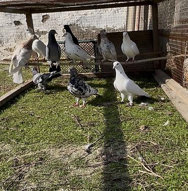 Göyərçinlər: Tek tek de satılır optavoyda — 7