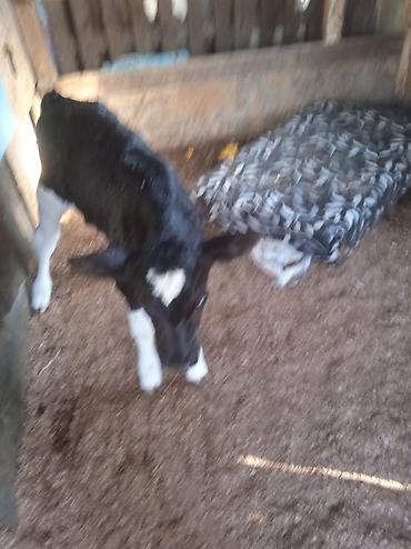 Dana, buzov: Dana, buzov, Dişi, ay: 1, Damazlıq, Ünvandan götürmə — 8