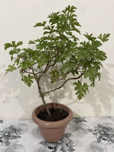 Otaq bitkiləri: Dibçək gülləri Çoxlu növdə dipcək gülləri var. Çatdırılma var — 3