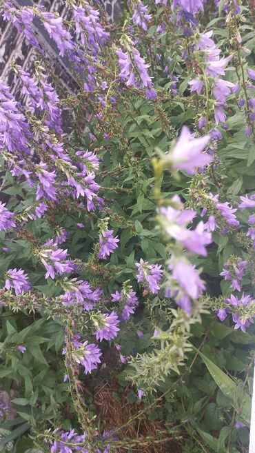 Садовые цветы и кустарники: Рассада цветка: Хризантемы — 8