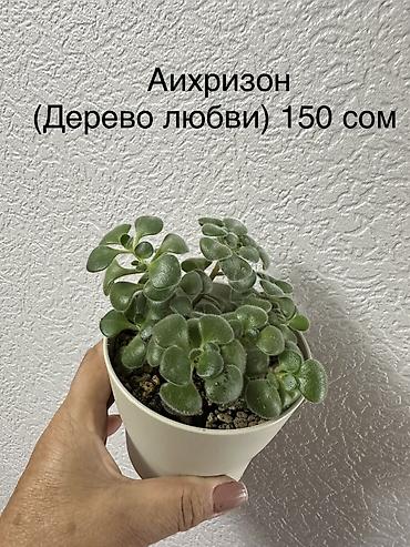 сыч: Укорененные черенки/отростки. Адрес 8 мкр — 10