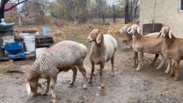 продажа домашних животных: Продаю | Овца (самка), Ягненок | Арашан | Для разведения | Ярка