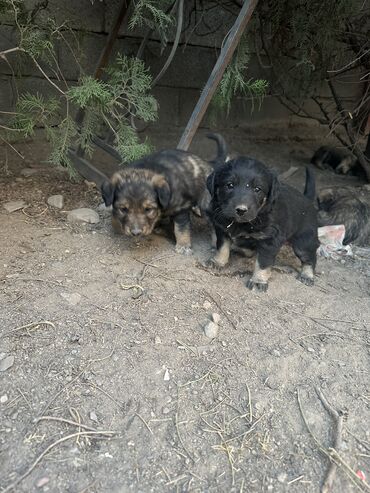 домик собака: SOS!!!Помогите!!! Спасите наших маленьких четвероногих друзей, они