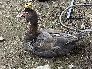 Ördəklər: Muscovy (barbariska) ördəkləri – boz-qəhvəyi rəng çalarında, qırmızı — 6