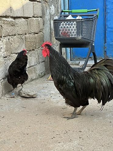 meşə toyuğu: Toyuq, Damazlıq — 9