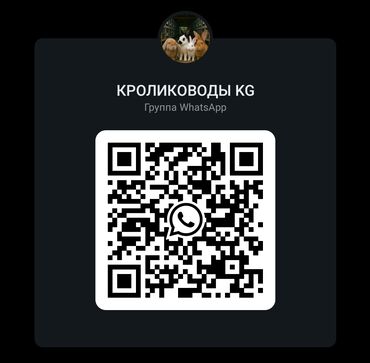 шиншилла цена бишкек: Приглашаем в новую группу «Кролиководы KG»! Если вы увлечены