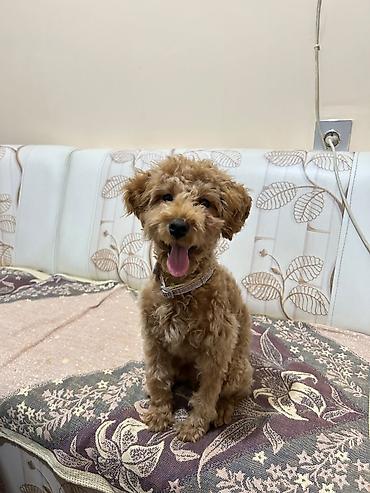 mops it: Pudel, 4 ay, Erkək, Peyvəndli — 1