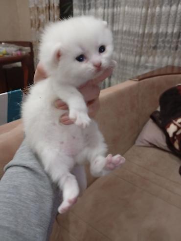 Pişiklər: Şotland, Erkək, Dişi, Yaxşı əllərə — 11