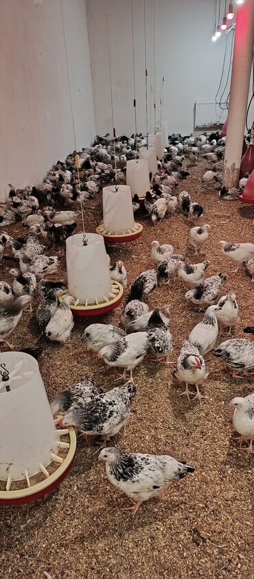 Toyuqlar: Toyuq, Broyler, Ətlik — 7