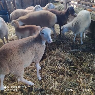 Quzu: Əmlik quzular diri çəki 10 manat. Böyük quzular 9 manatdan — 8