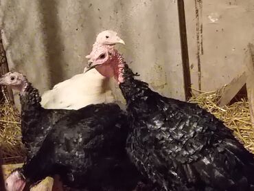 Hinduşkalar: Hinduşka sürüsü – qara və ağ rəngli fərdlər hinduşkalar satilir — 3