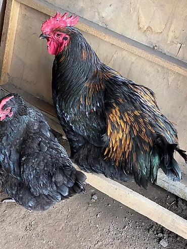 Куры, петухи: Продаю | Петух | Для разведения at lalafo.kg — 9 Куры, петухи: Продаю | Петух | Для разведения — 9