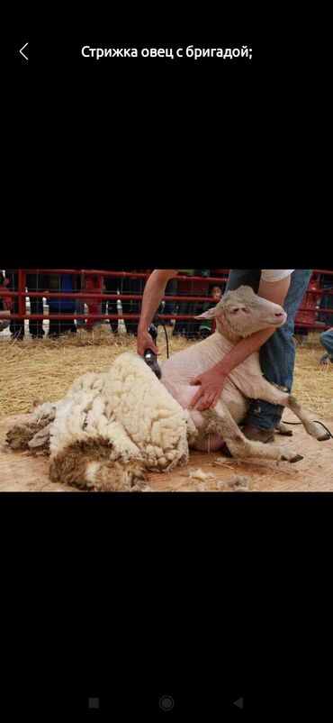 продаю овец: Продаю | Овца (самка), Баран (самец)