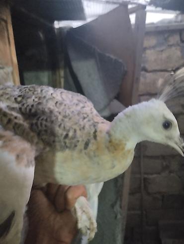 ov quşları: Nadir rəngli tovuzquşu cücəsi - Növ: Tovuzquşu (Pavo cristatus) — 2