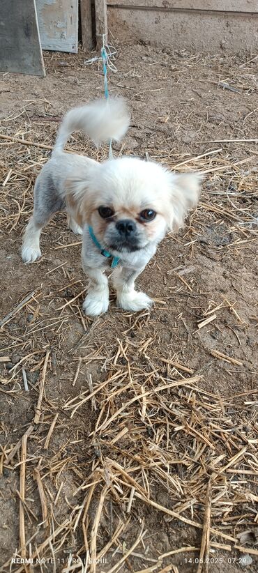 объявление о продаже собаки: Pekines, 2 il, Erkek, Cütləşmə üçün, Pulsuz çatdırılma