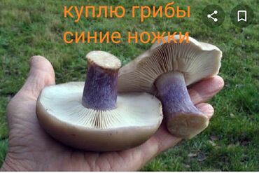 Продукты питания: Куплю грибы синие ножки для себя до 10 кг