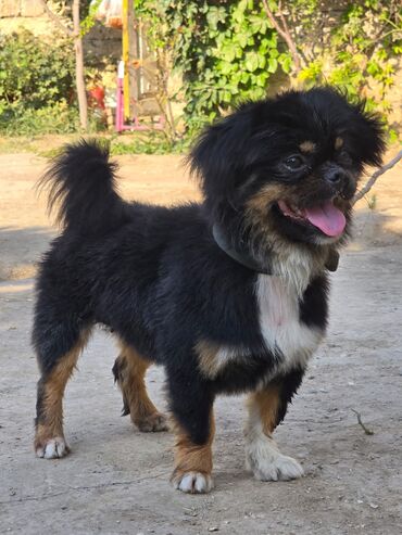 İtlər: Pekines, 2 il, Erkek, Ünvandan götürmə