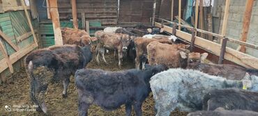 сельскохозяйственные животные продажа: Продаю | Музоо, торпок | Полукровка | На откорм