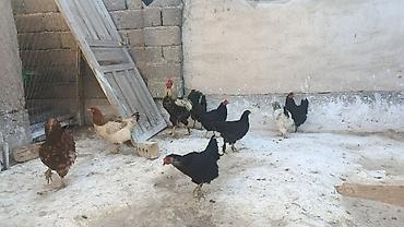 кучинские куры: Продаю | Куры | Домашняя | Для разведения — 4